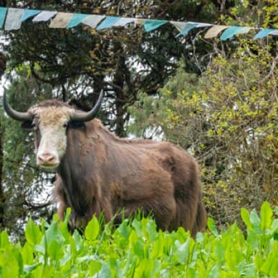 Yak at Dochula pass